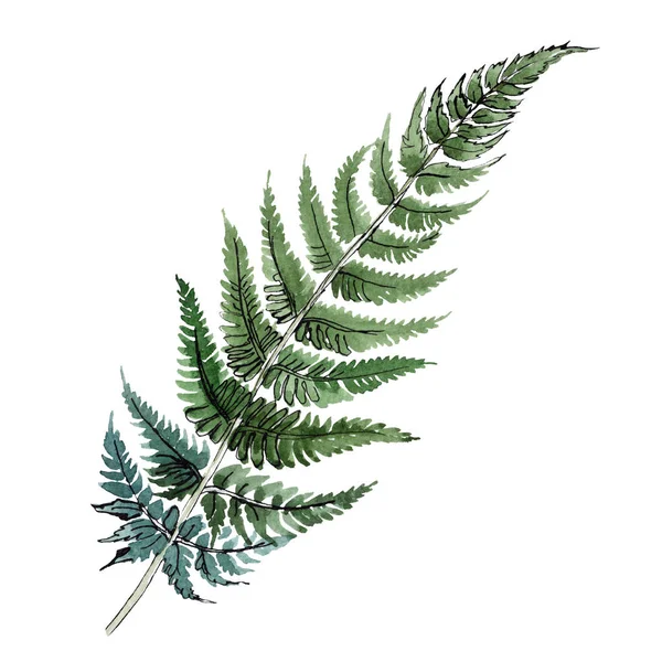 Geïsoleerde groene fern illustratie element. Aquarel achtergrond afbeelding instellen. Groene blad. — Stockfoto