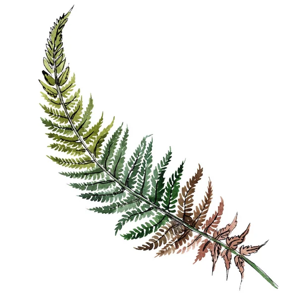 Geïsoleerde groene fern illustratie element. Aquarel achtergrond afbeelding instellen. Groene blad. — Stockfoto