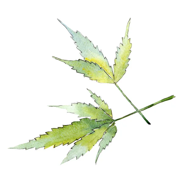 Зеленый лист конопли. Изолированный элемент иллюстрации конопли. Набор акварельных рисунков . — стоковое фото
