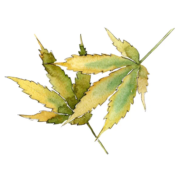 Cannabis groen blad. Geïsoleerde cannabis illustratie element. Achtergrond aquarel illustratie set. — Stockfoto