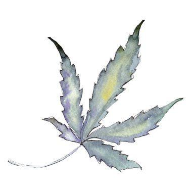 Esrar yeşil yaprak. İzole esrar illüstrasyon öğesi. Arka plan suluboya resim seti.