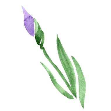 Mor Iris. Botanik çiçek. Suluboya çizim aquarelle. İzole Iris resim öğesi.