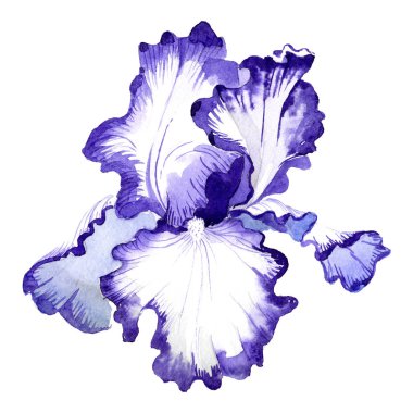 Mor Iris. Botanik çiçek. Suluboya çizim aquarelle. İzole Iris resim öğesi.