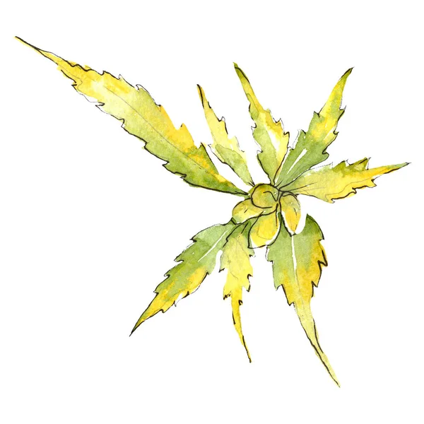 Cannabis groen blad. Geïsoleerde cannabis illustratie element. Achtergrond aquarel illustratie set. — Stockfoto