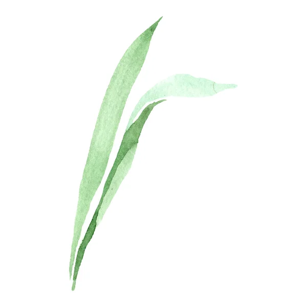 Folha de íris verde. Floral flor botânica. Isolado elemento ilustração lef. Conjunto de ilustração de fundo aquarela . — Fotografia de Stock