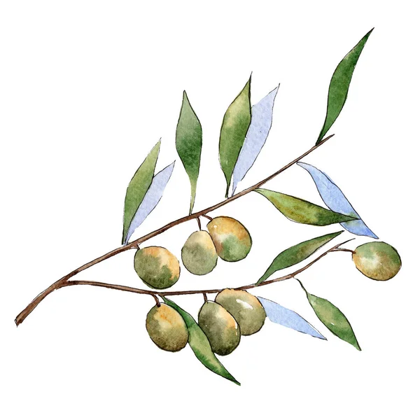 Elément d'illustration d'olives vertes isolées. Feuillage vert. Ensemble d'illustration de fond aquarelle . — Photo