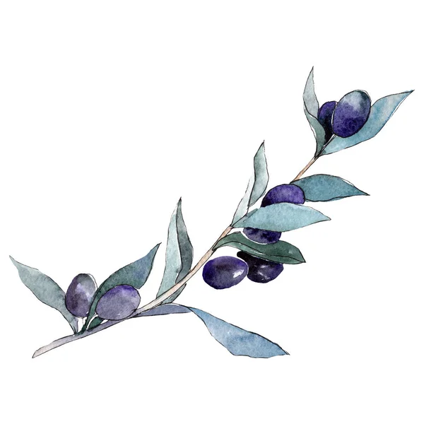Isolated black olives illustration element. Green leaf foliage. Watercolor background illustration set.