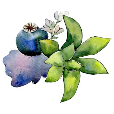 Yeşil sulu botanik çiçek. İzole buket illüstrasyon öğesi. Yeşil yaprak. Suluboya arka plan ayarlamak.