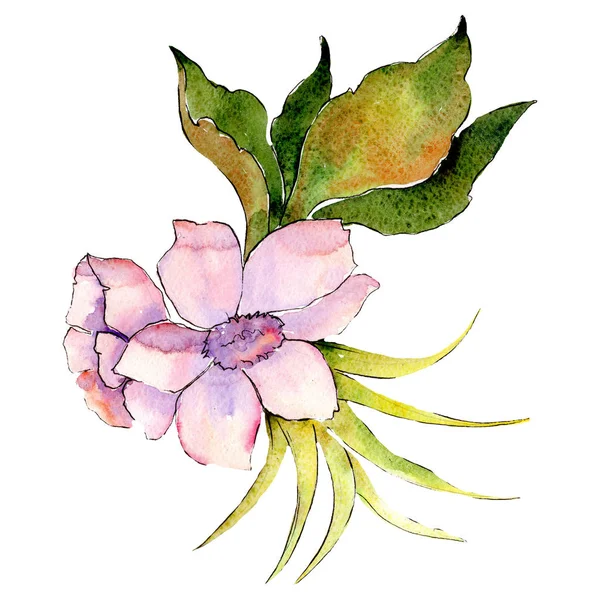 Różowy biały botaniczny kwiat. Element ilustracja na białym tle bukiet. Zielony liść. Zestaw tle akwarela. — Zdjęcie stockowe