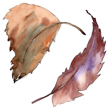 Kahverengi kestane bırakır. İzole kestane yaprakları. Resimde öğesi. Suluboya arka plan illüstrasyon seti.