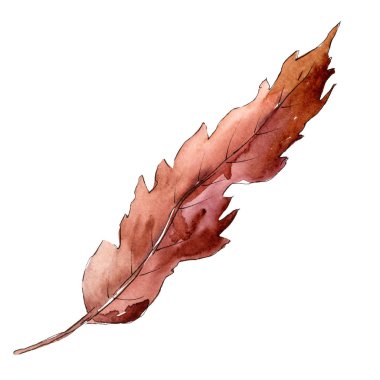 Kahverengi kestane yaprak. İzole kestane yaprak. Resimde öğesi. Suluboya arka plan illüstrasyon seti.