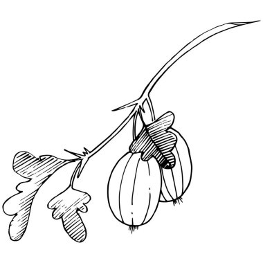 Vektör. Siyah ve beyaz mürekkep sanat kazınmış. İzole Bektaşi üzümü Il