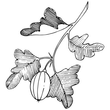 Vektör. Siyah ve beyaz mürekkep sanat kazınmış. İzole Bektaşi üzümü Il