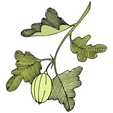 Vektör. Siyah ve beyaz mürekkep sanat kazınmış. İzole Bektaşi üzümü Il