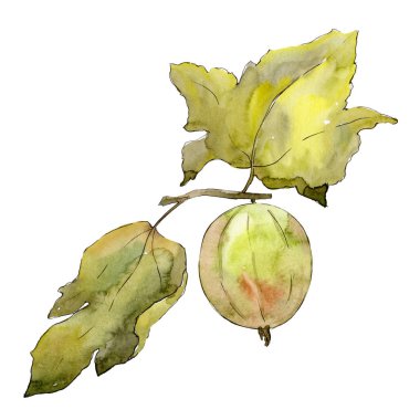 İzole yeşil Bektaşi üzümü illüstrasyon öğesi. Yeşil yaprak. Suluboya arka plan illüstrasyon seti.