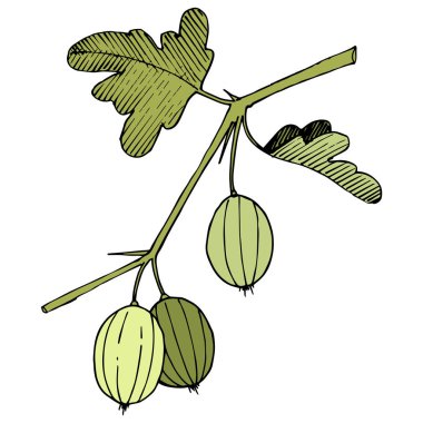 Vektör. Siyah ve beyaz mürekkep sanat kazınmış. İzole Bektaşi üzümü Il