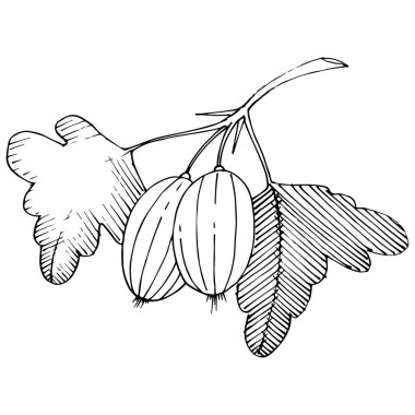 Vektör. Siyah ve beyaz mürekkep sanat kazınmış. İzole Bektaşi üzümü Il