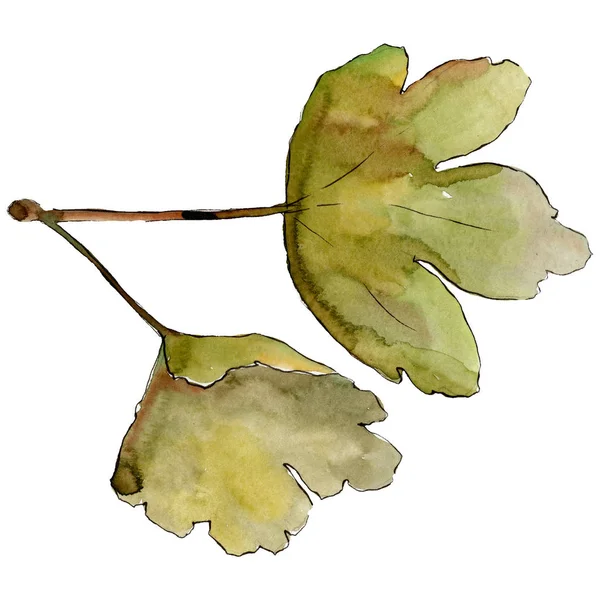 Isolerade krusbär leaf illustration element. Grönt blad. Akvarell bakgrund illustration set. — Stockfoto