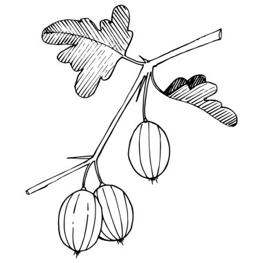 Vektör. Siyah ve beyaz mürekkep sanat kazınmış. İzole Bektaşi üzümü Il