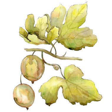 İzole yeşil Bektaşi üzümü illüstrasyon öğesi. Yeşil yaprak. Suluboya arka plan illüstrasyon seti.