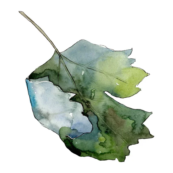 Geïsoleerde kruisbes blad illustratie element. Groene blad. Aquarel achtergrond afbeelding instellen. — Stockfoto