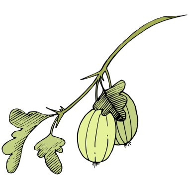 Vektör. Siyah ve beyaz mürekkep sanat kazınmış. İzole Bektaşi üzümü Il