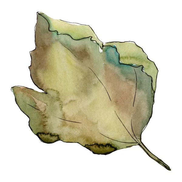 Elemento aislado de ilustración de hojas de grosella. Hoja verde. Acuarela fondo ilustración conjunto . —  Fotos de Stock
