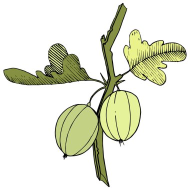 Vektör. Siyah ve beyaz mürekkep sanat kazınmış. İzole Bektaşi üzümü Il