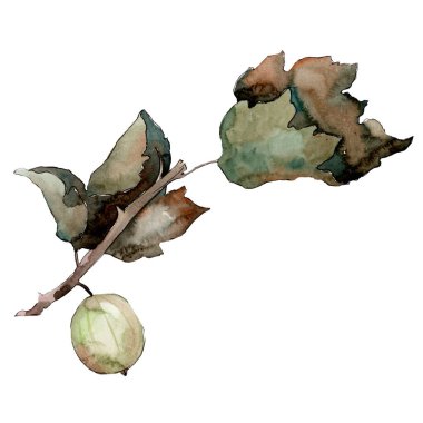 İzole yeşil Bektaşi üzümü illüstrasyon öğesi. Yeşil yaprak. Suluboya arka plan illüstrasyon seti.