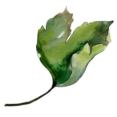 İzole Bektaşi üzümü yaprağı illüstrasyon öğesi. Yeşil yaprak. Suluboya arka plan illüstrasyon seti.