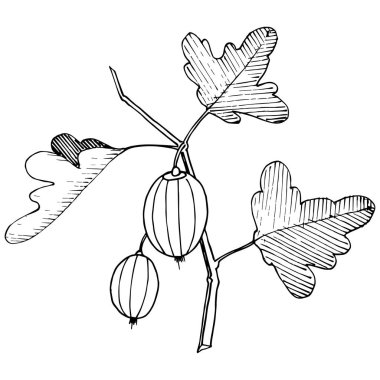 Vektör. Siyah ve beyaz mürekkep sanat kazınmış. İzole Bektaşi üzümü Il