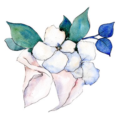 HORTENSIA çiçekler beyaz. İzole çiçek çizim öğesi. Arka plan ayarlayın. Suluboya çizim aquarelle buket.