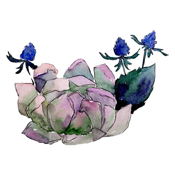 Fleur succulente. Elément d'illustration de fleurs isolées. Ensemble de fond. Bouquet aquarelle dessin aquarelle . — Photo