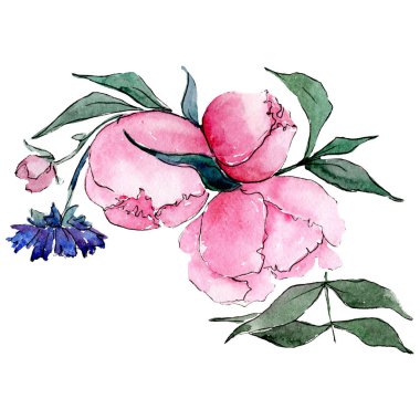 Pembe şakayık. İzole çiçek çizim öğesi. Arka plan ayarlayın. Suluboya çizim aquarelle buket.