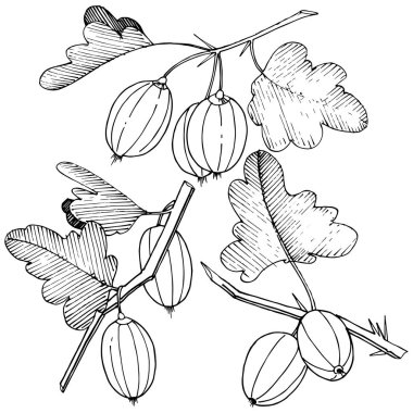 Vektör. Siyah ve beyaz mürekkep sanat kazınmış. İzole Bektaşi üzümü Il