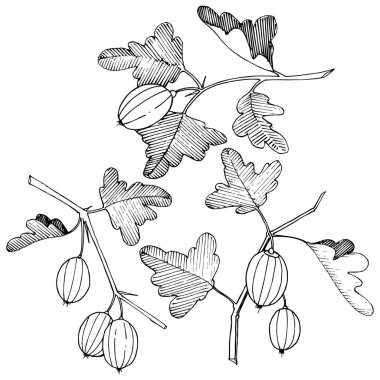 Vektör. Siyah ve beyaz mürekkep sanat kazınmış. İzole Bektaşi üzümü Il