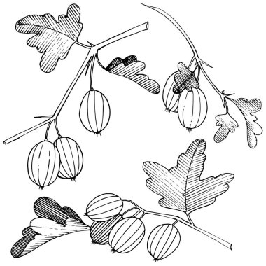 Vektör. Siyah ve beyaz mürekkep sanat kazınmış. İzole Bektaşi üzümü Il