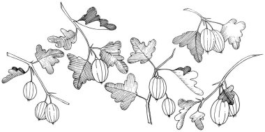 Vektör. Siyah ve beyaz mürekkep sanat kazınmış. İzole Bektaşi üzümü Il