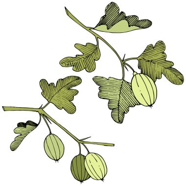 Vektör. Siyah ve beyaz mürekkep sanat kazınmış. İzole Bektaşi üzümü Il