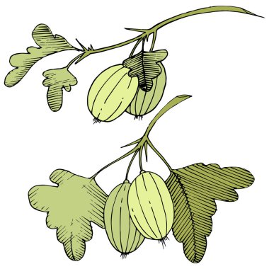 Vektör. Siyah ve beyaz mürekkep sanat kazınmış. İzole Bektaşi üzümü Il