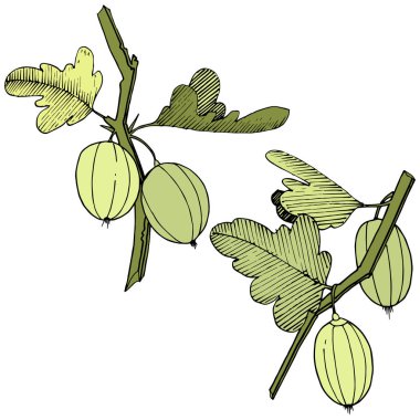 Vektör. Siyah ve beyaz mürekkep sanat kazınmış. İzole Bektaşi üzümü Il