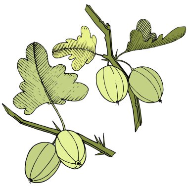 Vektör. Siyah ve beyaz mürekkep sanat kazınmış. İzole Bektaşi üzümü Il