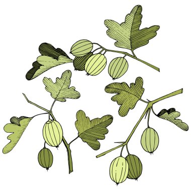 Vektör. Siyah ve beyaz mürekkep sanat kazınmış. İzole Bektaşi üzümü Il