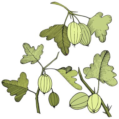 Vektör. Siyah ve beyaz mürekkep sanat kazınmış. İzole Bektaşi üzümü Il