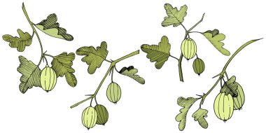 Vektör. Siyah ve beyaz mürekkep sanat kazınmış. İzole Bektaşi üzümü Il