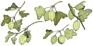 Vektör. Siyah ve beyaz mürekkep sanat kazınmış. İzole Bektaşi üzümü Il