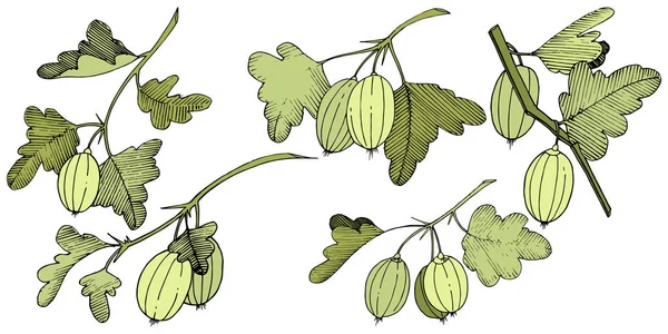 Vektör. Siyah ve beyaz mürekkep sanat kazınmış. İzole Bektaşi üzümü Il