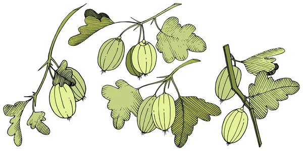 Vektör. Siyah ve beyaz mürekkep sanat kazınmış. İzole Bektaşi üzümü Il