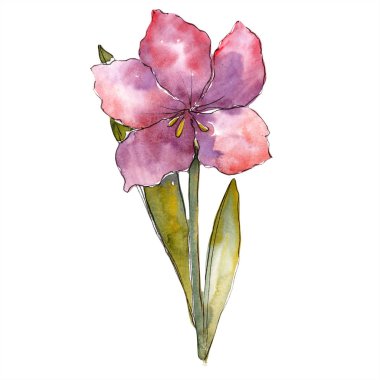 Mor amaryllis çiçek. İzole nergis zambağı illüstrasyon öğesi. Suluboya arka plan illüstrasyon seti.