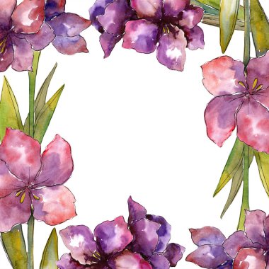 Mor amaryllis çiçek. Suluboya resim kümesi. Aquarelle çerçeve veya kenarlık süsleme kare çizim.